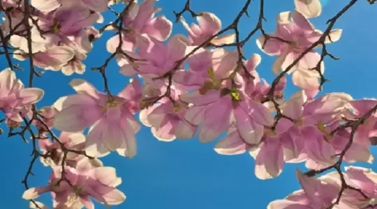 Wielka Majówka Uniwersytetu im. Adama Mickiewicza w Poznaniu 